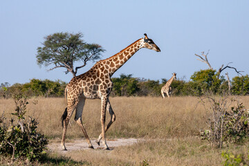 Naklejka na ściany i meble Giraffe (Giraffa camelopardalis) in the Savuti region of northern Botswana, Africa.