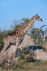 Giraffe (Giraffa camelopardalis) in the Savuti region of northern Botswana, Africa.