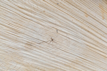 cut birch. Cutaway tree close up 