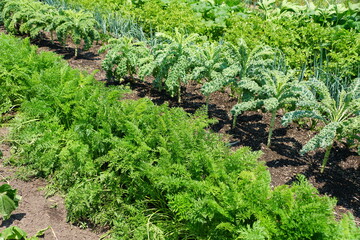 Fototapeta na wymiar A row ofa vegetable garden under the sunA row of vegetable garden with variety of plants under the sun