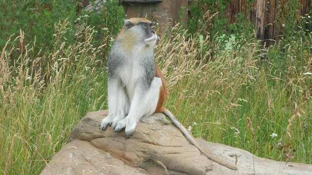A monkey sits on a stone