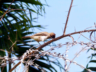 Common bulbul on barbed wires