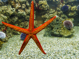 Rot leuchtender Seestern