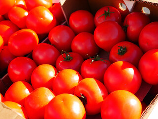 Red tomatoes in a cardboard box in the sun