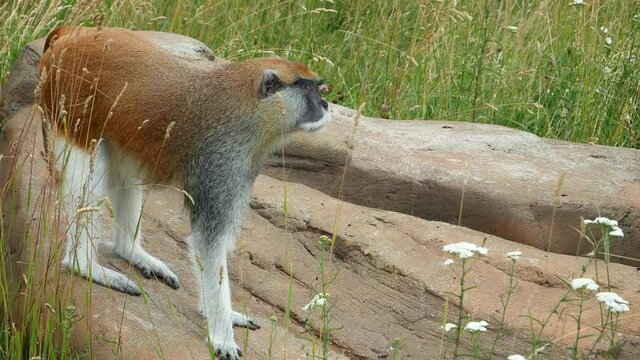 A monkey sits on a stone