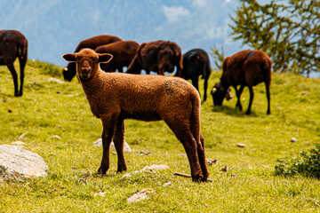 Süßes braunes Lamm