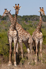 Obraz na płótnie Canvas Three Giraffe (Giraffa camelopardalis) in Chobe National Park in northern Botswana, Africa.