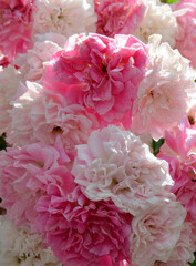 pink carnation flowers