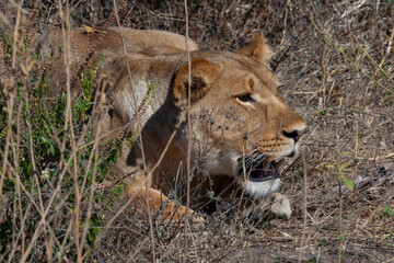Lioness hunting (Panthera leo) in Chobe National Park in northern Botswana, Africa.