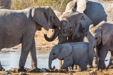 Family of African Elephants (Loxodonta africana) in Etosha National Park in Namibia, Africa. - obrazy, fototapety, plakaty
