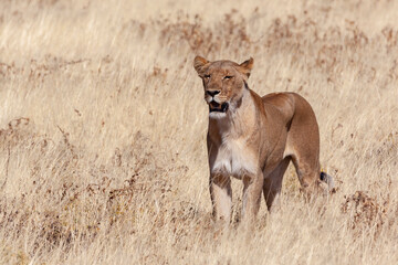 Lioness hunting (Panthera leo) in Etosha National Park in Namibia, Africa.