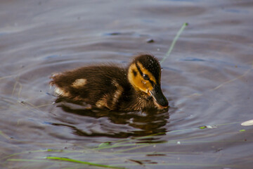 cute yellow baby duck in water
