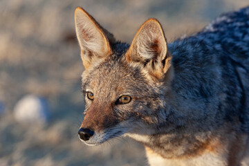 Black-Backed Jackal (Canis mesomelas) in Etosha National Park in Namibia, Africa
