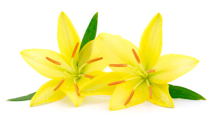 Naklejka premium Two yellow lily.
