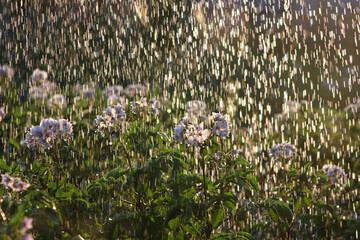 garden plants in the rain in the sun