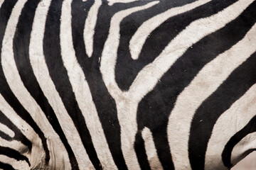 Fototapeta na wymiar Stripes on the zebra's body
