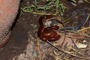 Millipede in the middle of the night