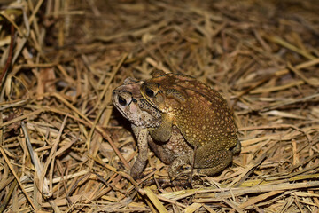Toads hugging each other on the grass in the section