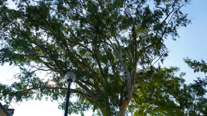 Modern iron street lamp in front of green tree with blue sky.Bottom view of the crown of trees and blue sky