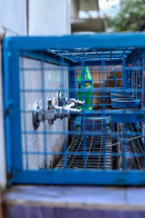 A locked cage near the entrance to the Hindu temple is the water source.