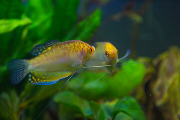 Naklejka premium Free-swimming aquarium fish in a fish tank.