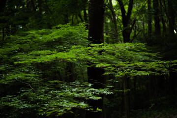 悪天候の中撮影した青紅葉