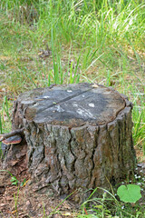 An old pine stump looks beautiful in the morning summer sun