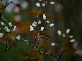 Beautiful spring flowering trees close-up. Macro flowers shot. Natural spring flowers macro background.