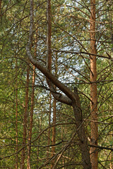 Dried spruce of unusual shape in the forest thicket in the morning sun.