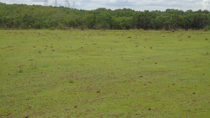 landscape with grass and water