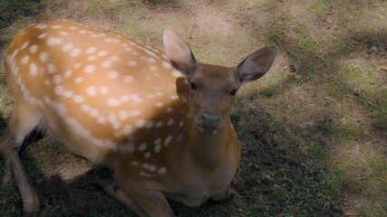 Close-up: a Spotted young wild deer lies on the ground in the sunlight and looks at the camera. Wild hoofed animals rest in nature, in the open air. An animal in nature. 