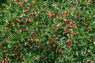 Background. The branches of cherry with berries ripening in the summer sun.