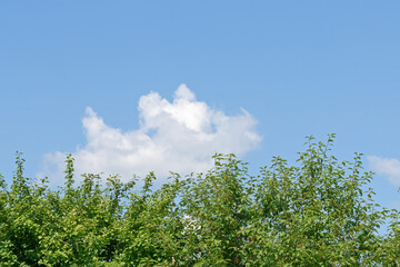 Plum tree branches against the summer blue sky