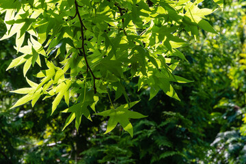 Liquidambar styraciflua or American sweetgum. Fresh green leaves on blurry background of evergreens. Amber tree twig in clear sunny day in spring garden. Atmosphere of relaxing holiday and love.