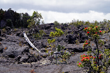 Lava desert with black solidified magma rocks form fertile ground for tropical vegetation and...