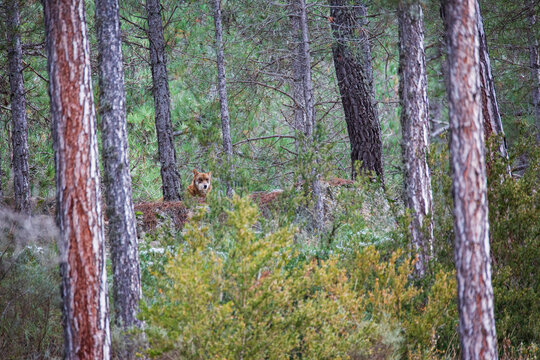 Lobo ib&eacute;rico (Canis lupus signatus)