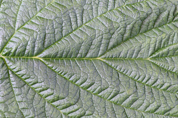 Background. Fragment of a raspberry leaf close-up.