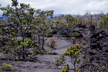 Lava desert with black solidified magma rocks form fertile ground for tropical vegetation and...