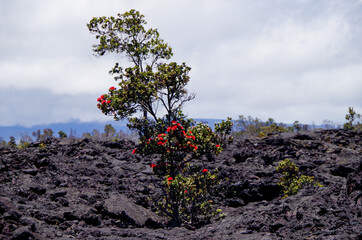 Lava desert with black solidified magma rocks form fertile ground for tropical vegetation and...
