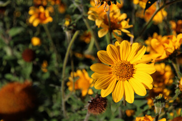 A natural scene of a beautiful blooming, yellow sunflower in the middle of a field full of other sunflowers. The dark green leaves in the background are in stark contrast with the bright, sunny petals