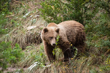 Obraz premium Oso pardo (Ursus arctos)