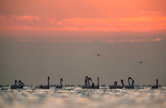 Greater Flamingos and beautiful hues during sunrise at Asker coast, Bahrain © Dr Ajay Kumar Singh