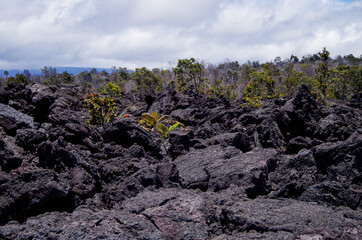 Lava desert with black solidified magma rocks form fertile ground for tropical vegetation and...