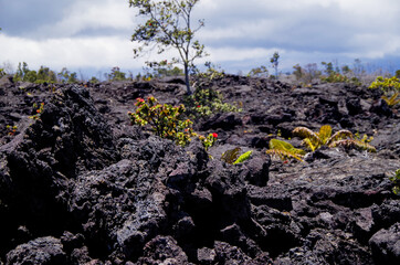 Lava desert with black solidified magma rocks form fertile ground for tropical vegetation and...