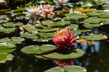 Magical large bright pink water lily or lotus flower at sunset in garden pond. Lotus flower Marliacea Rosea and Perry's Orange Sunset  are reflected in water. Floral landscape for nature wallpaper.