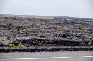 Lava desert with black solidified magma rocks form fertile ground for tropical vegetation and...