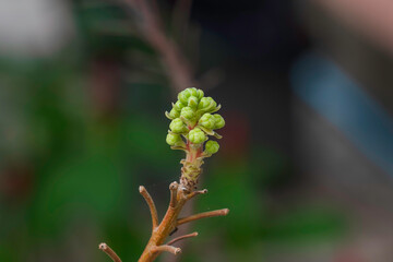 close up of a branch of a tree