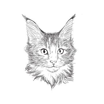 Hand drawn portrait of maine coon cat in sketch style. Vector illustration isolated on white