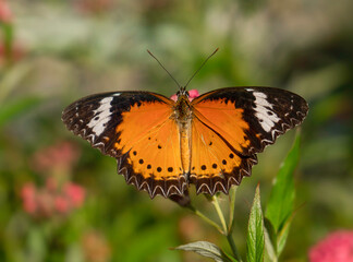 butterfly on flower