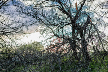 Colorful spring landscapes of nature with fallen trees after a storm, fallen large branches without leaves on green fresh grass and paths